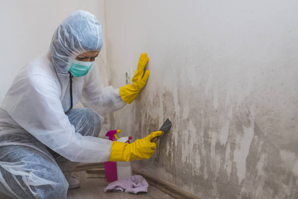 Mold Removal and Inspection in Oneonta, NY