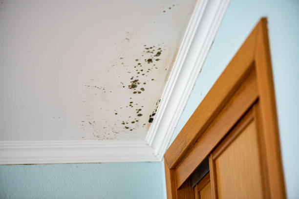 Best Mold Cleaning Services  in Oneonta, NY