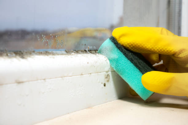 Best Mold Damage Repair  in Oneonta, NY