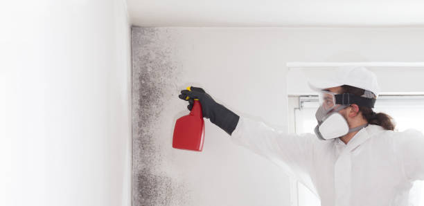 Mold Testing and Removal in Oneonta, NY