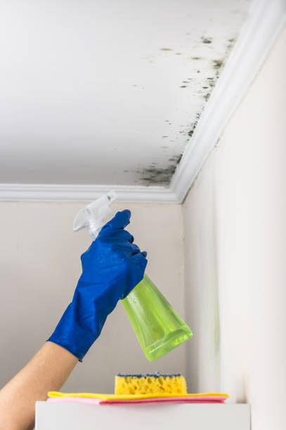 Best Mold Testing and Removal  in Oneonta, NY